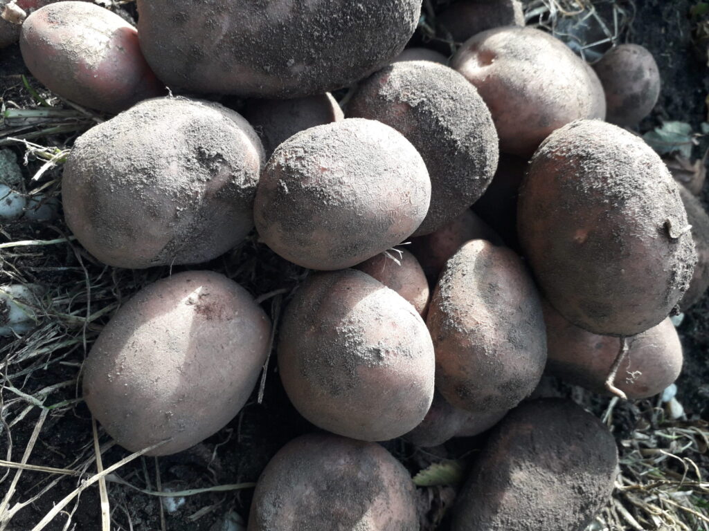 Bio aardappeltjes net uit de grond